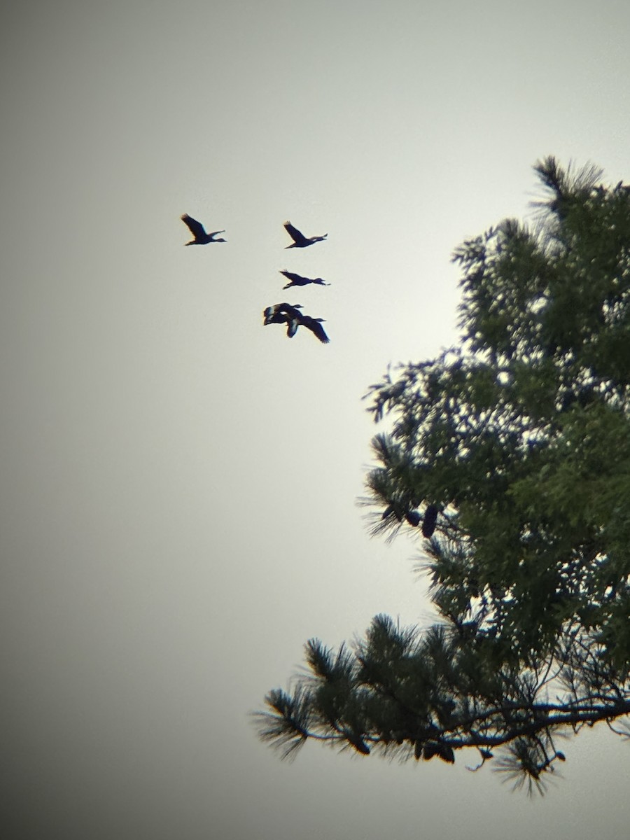 Black-bellied Whistling-Duck - ML637175359