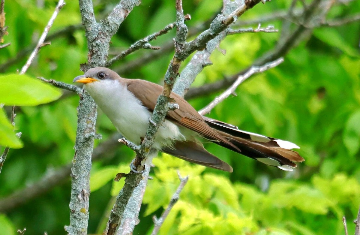 Yellow-billed Cuckoo - ML637175377