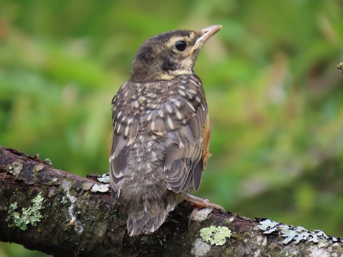 American Robin - ML637175384