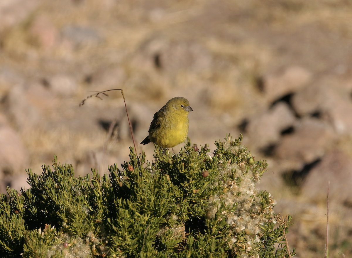 Greenish Yellow-Finch - ML637175398