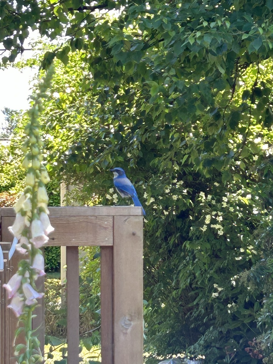 California Scrub-Jay - ML637175518