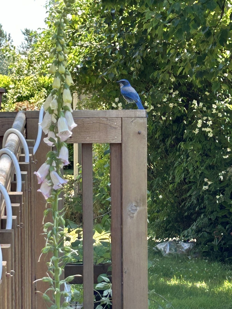 California Scrub-Jay - ML637175519