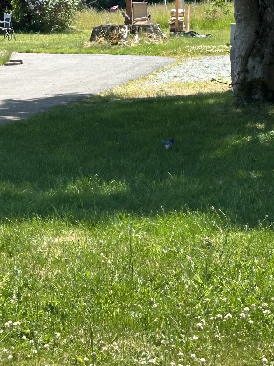 California Scrub-Jay - ML637175541