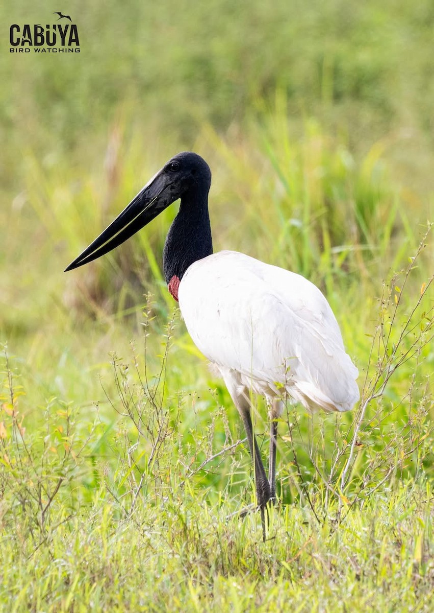 Jabiru - ML637175609