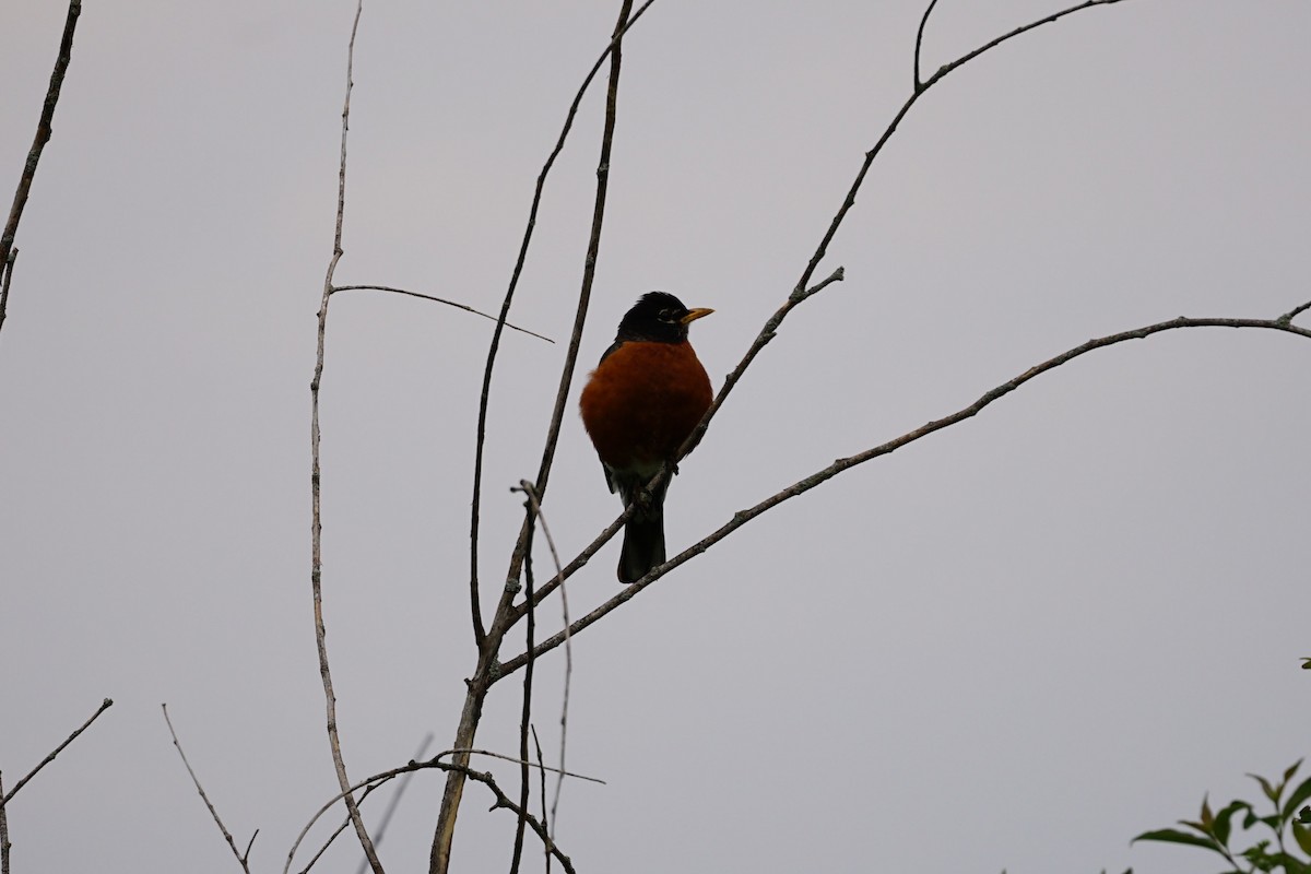 American Robin - ML637175629