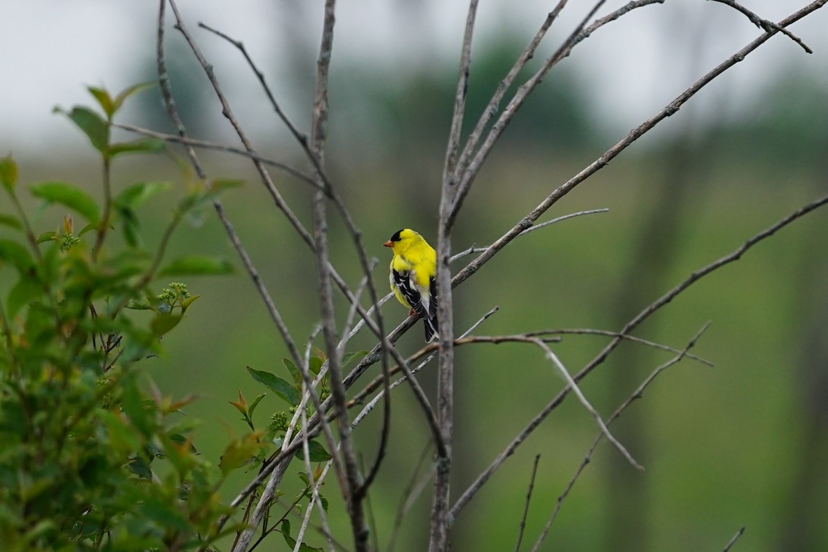 American Goldfinch - ML637175630