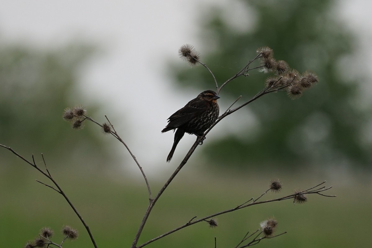 Red-winged Blackbird - ML637175636