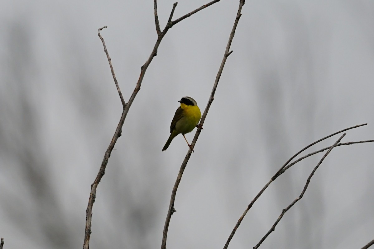 Common Yellowthroat - ML637175642