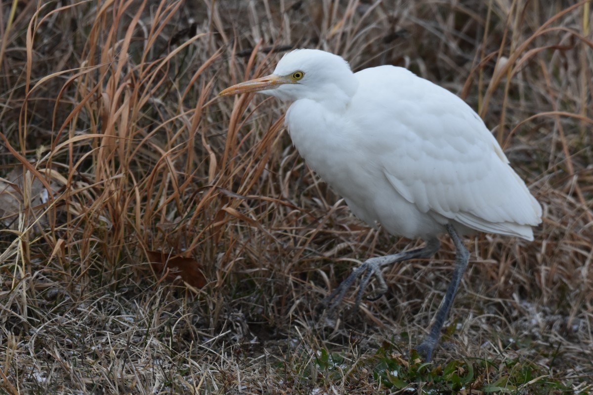 Western Cattle-Egret - ML637175653