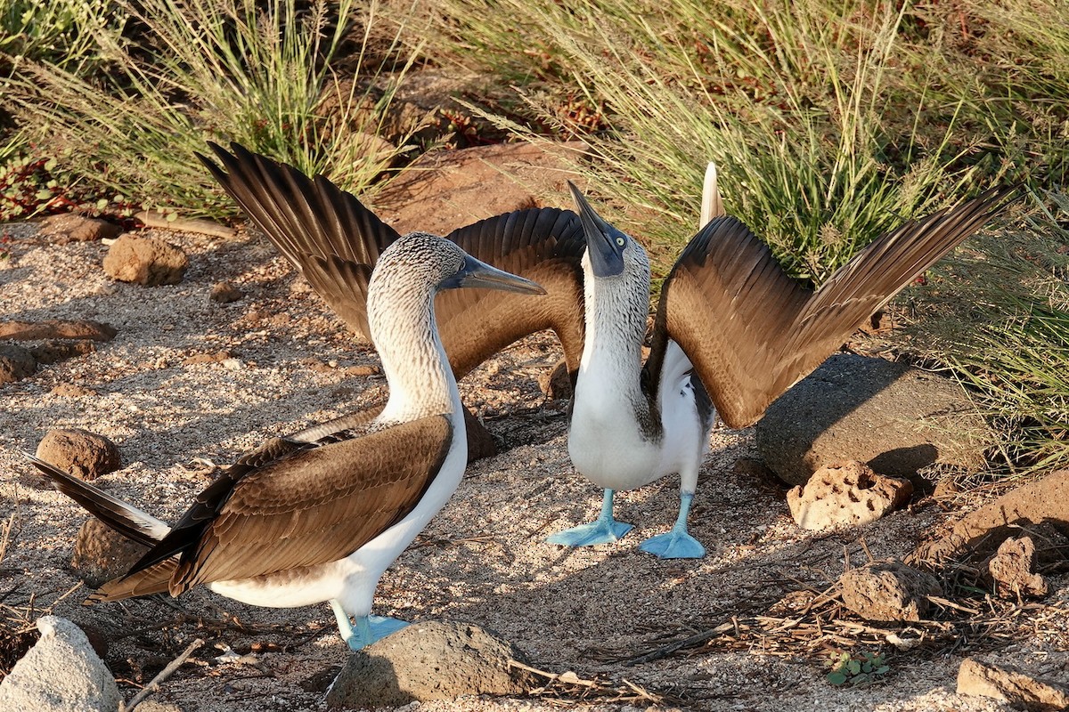 Blue-footed Booby - ML637175677