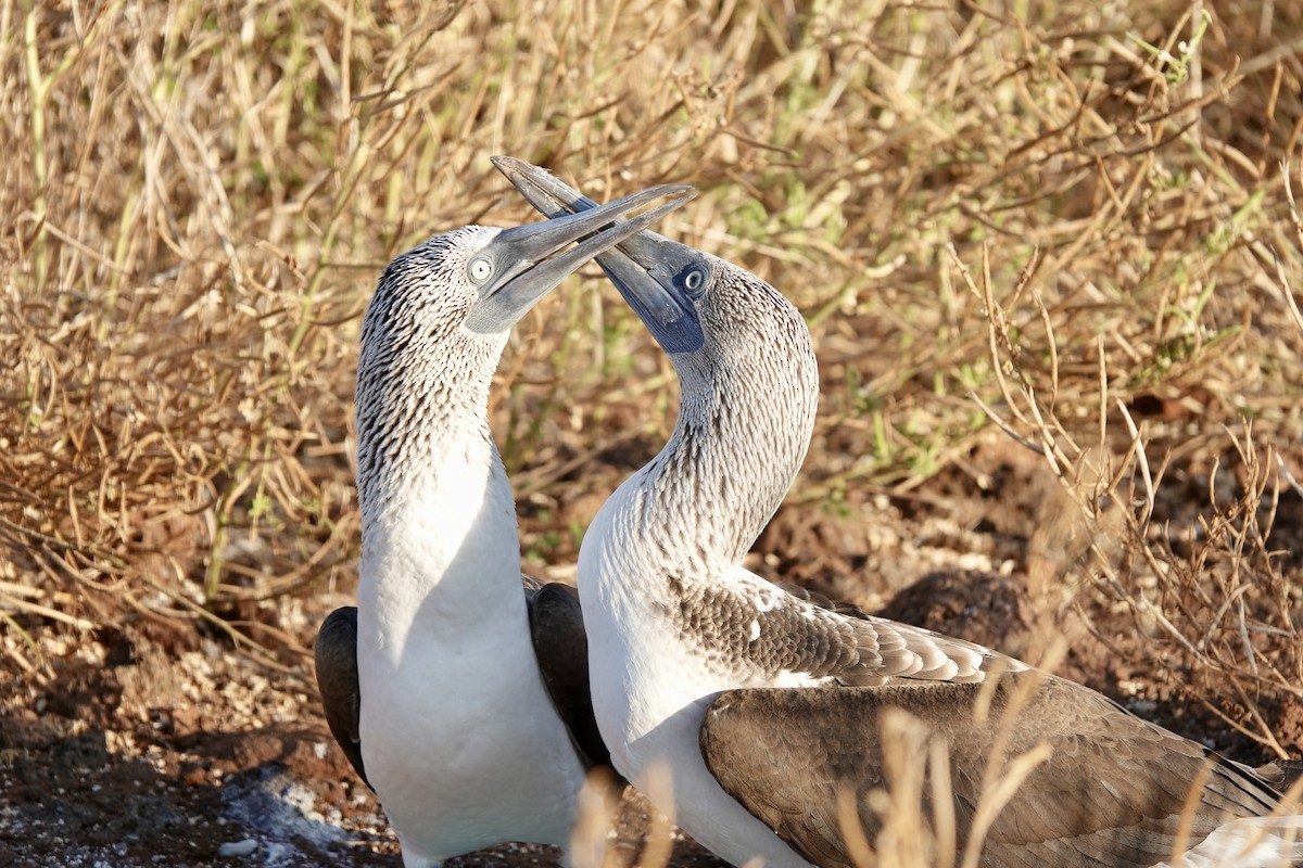 Blue-footed Booby - ML637175678