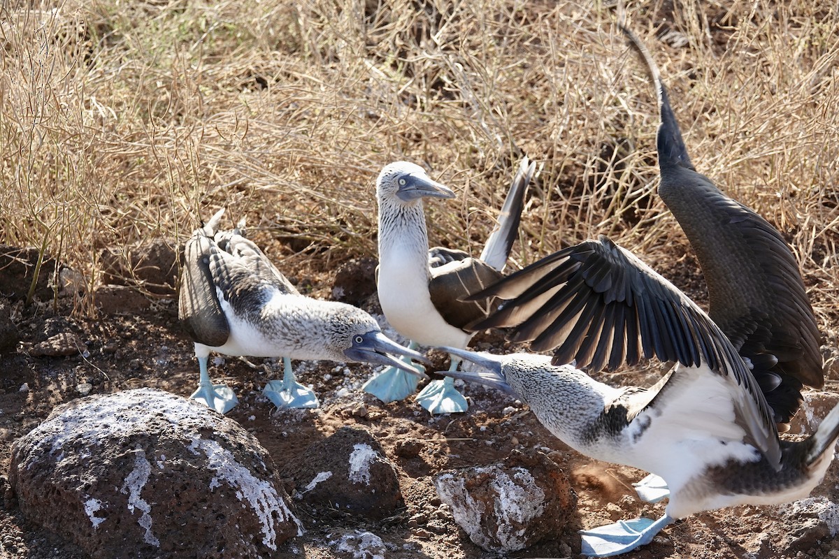 Blue-footed Booby - ML637175681