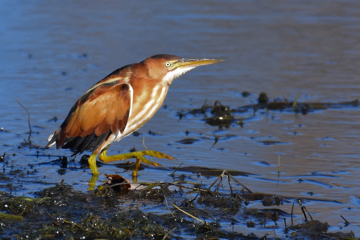 Least Bittern - ML637175700