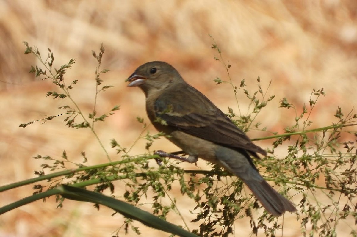 Varied Bunting - ML637175709