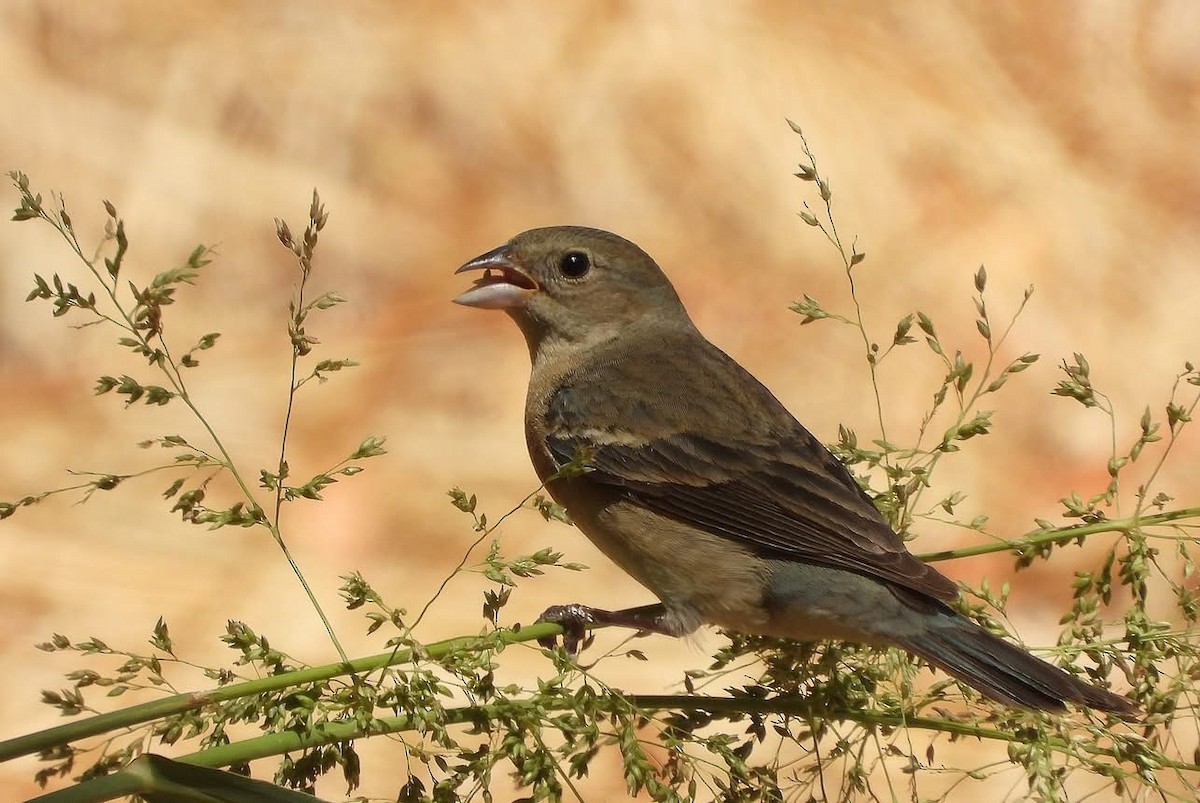 Varied Bunting - ML637175710