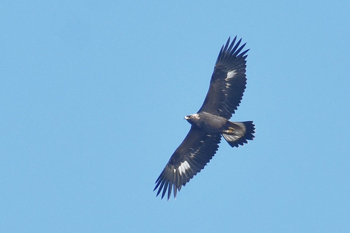 Golden Eagle - ML637175721