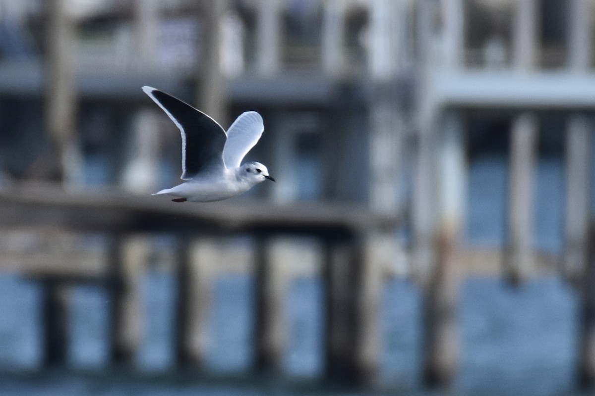 Little Gull - ML637175738