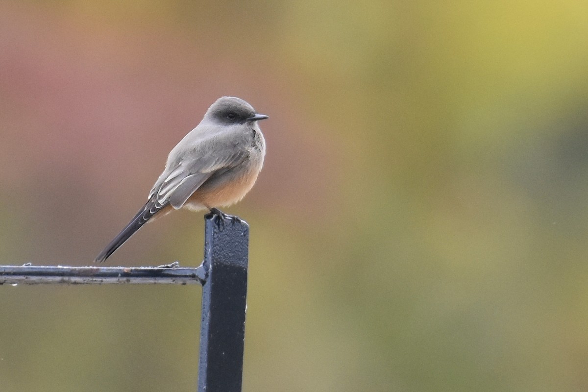Say's Phoebe - ML637175760
