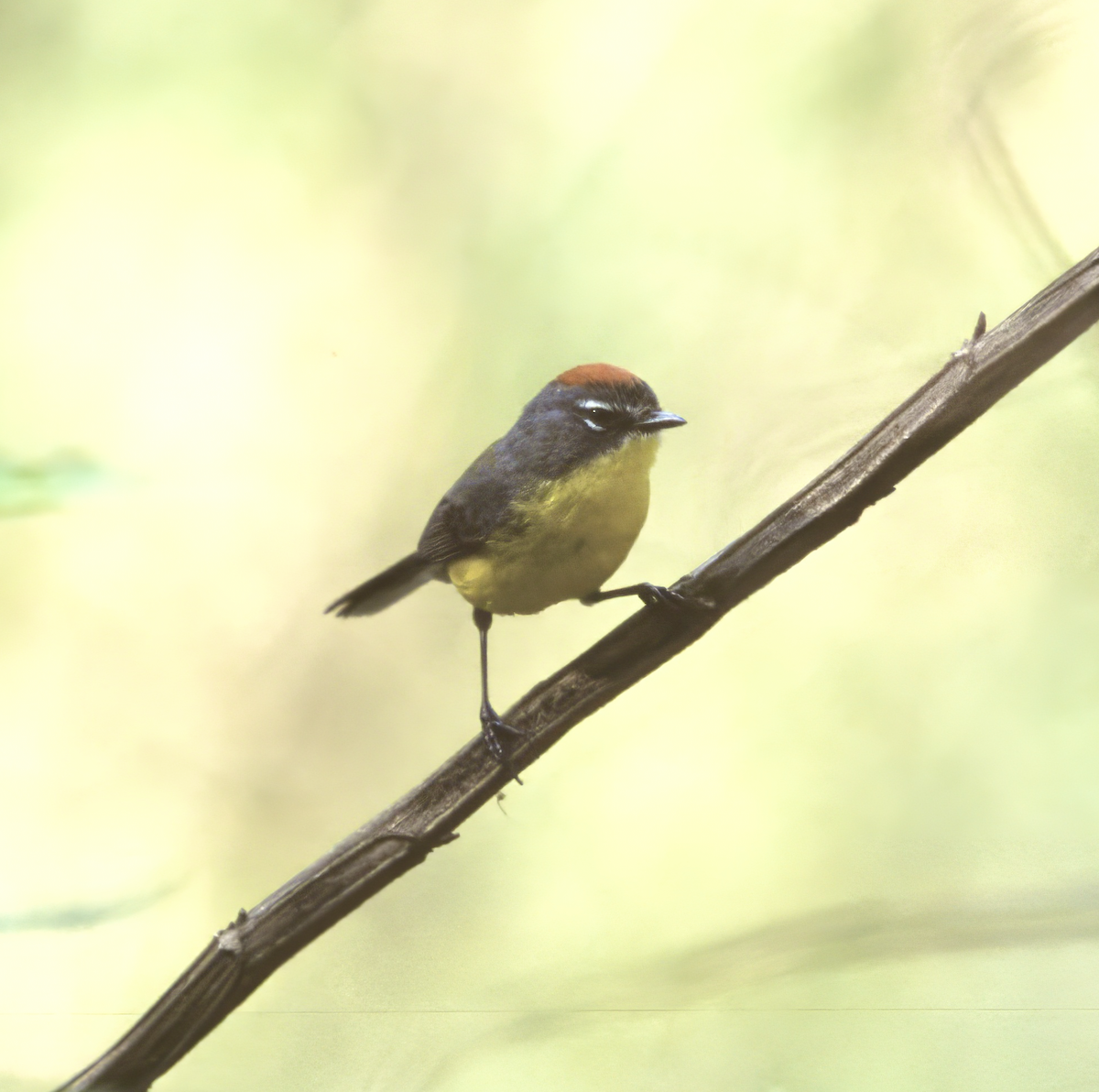 Brown-capped Redstart - ML637175767