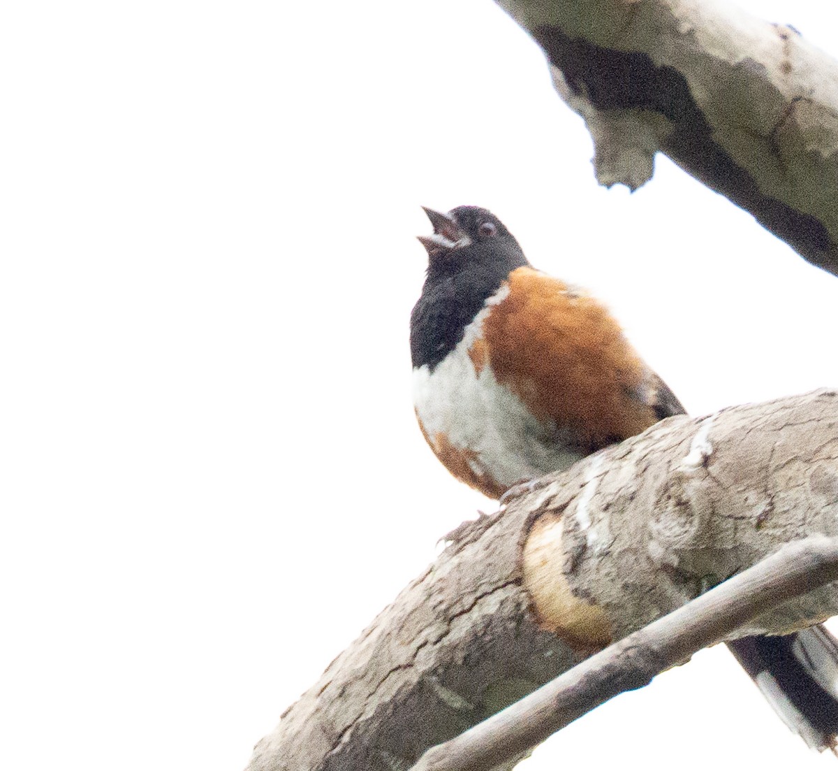 Spotted Towhee - ML637175785