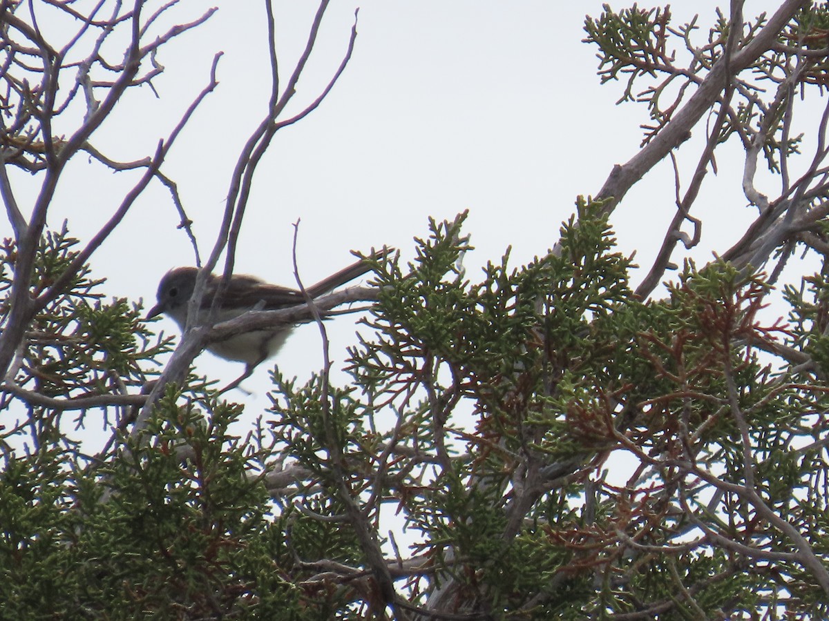 Gray Vireo - ML637175790