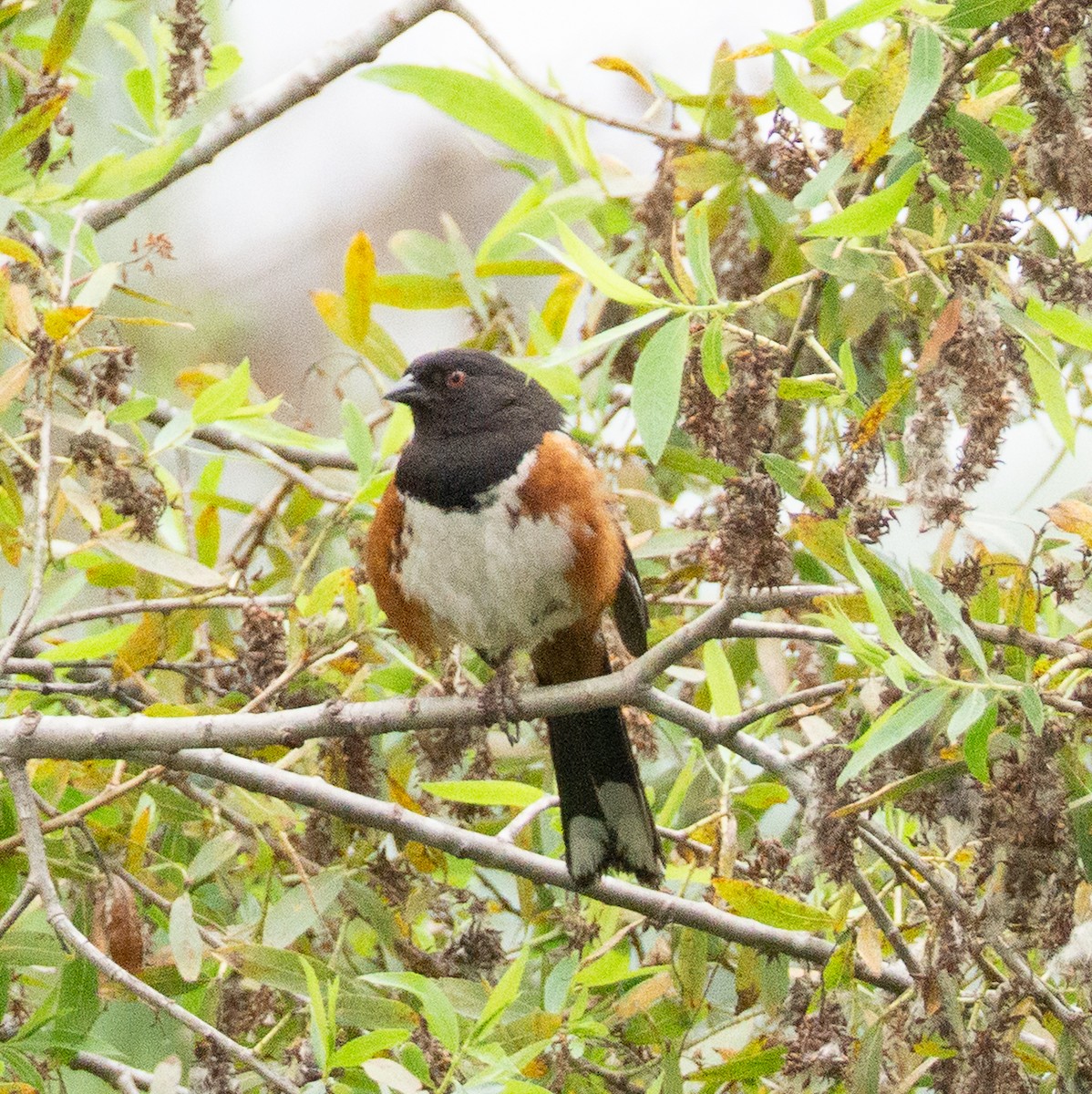 Spotted Towhee - ML637175791