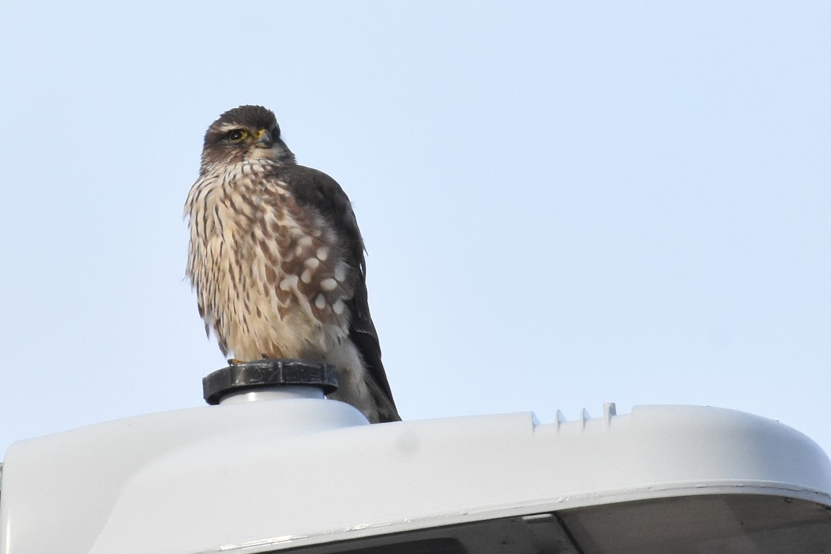 Merlin - ML637175823