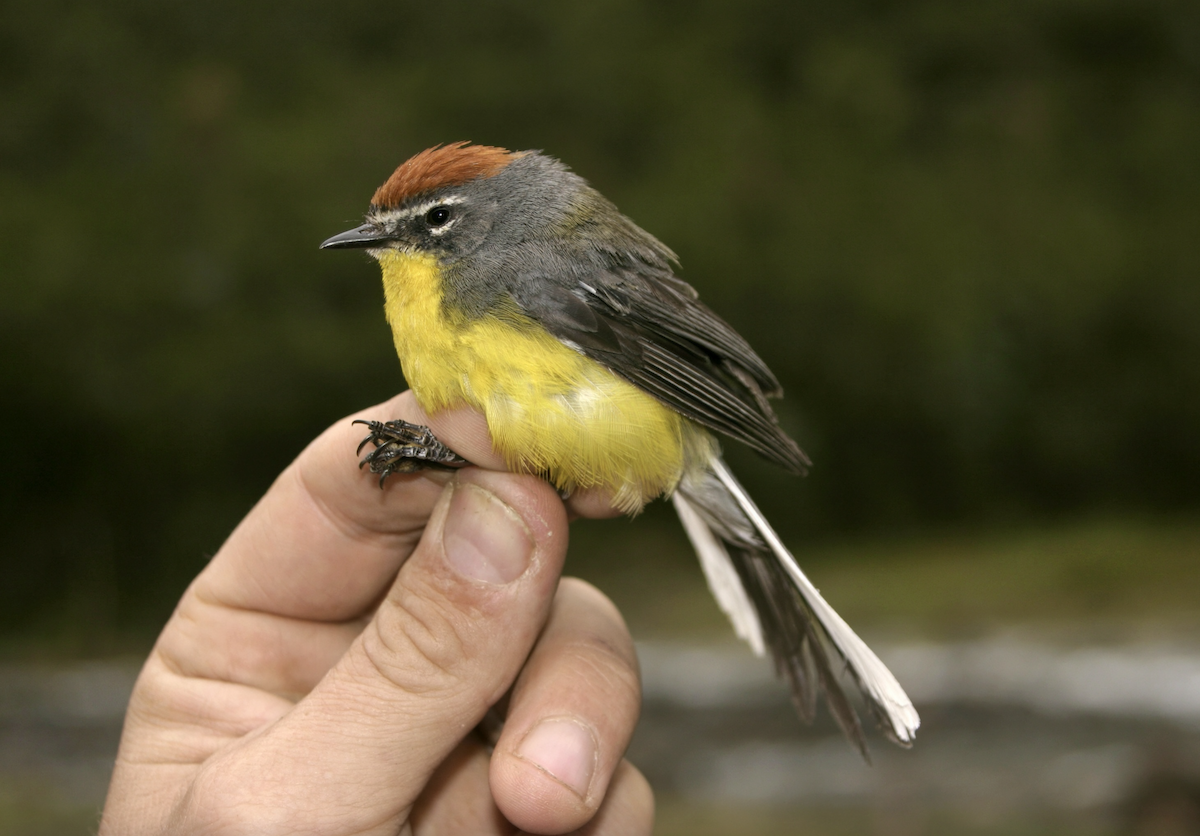 Brown-capped Redstart - ML637175843