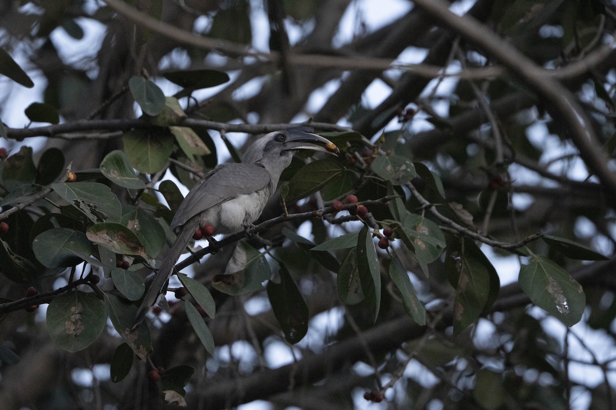 Indian Gray Hornbill - ML637175897