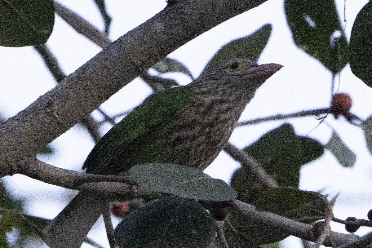 Lineated Barbet - ML637175912