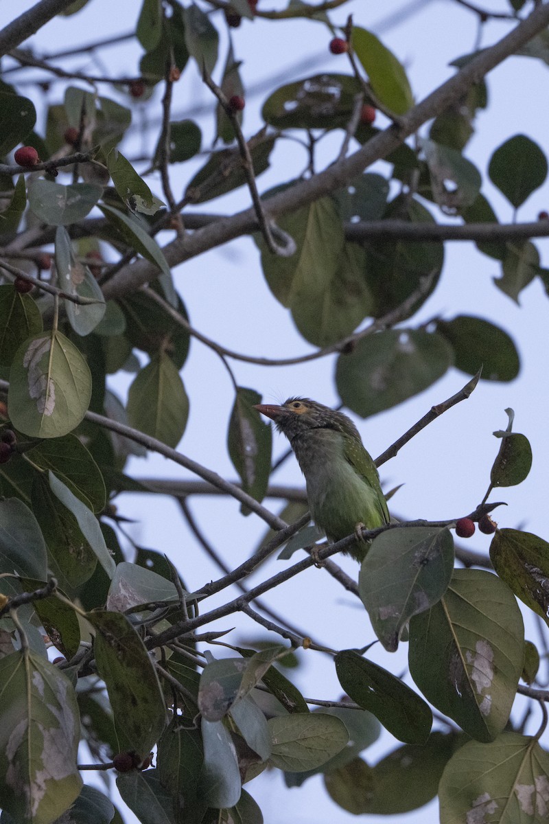 Brown-headed Barbet - ML637175913