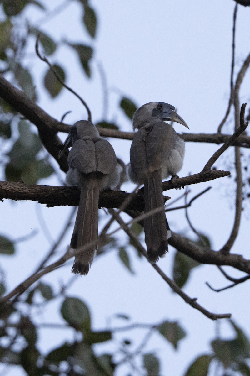 Indian Gray Hornbill - ML637175931