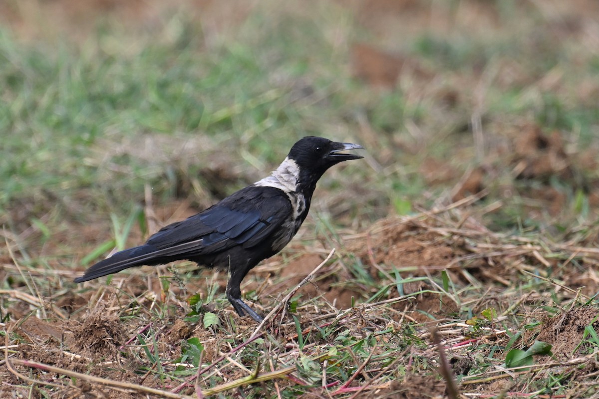 Collared Crow - ML637176032