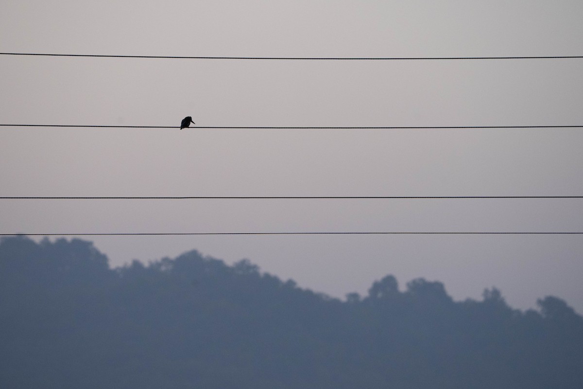 White-throated Kingfisher - ML637176034