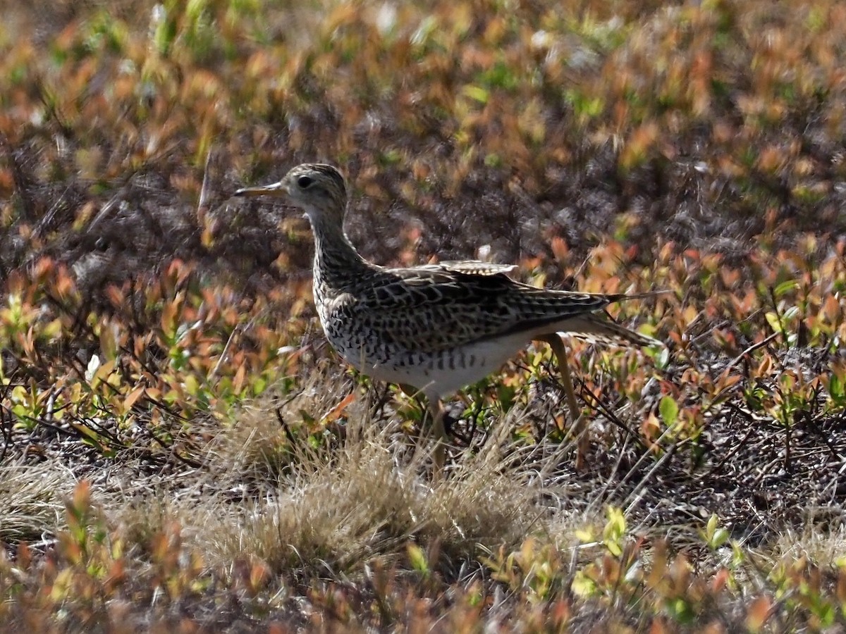 Prärieläufer - ML637176102