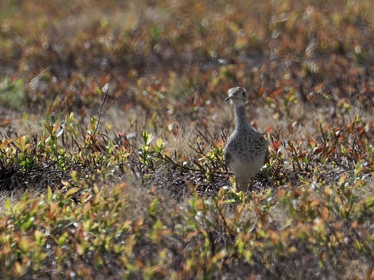 Prärieläufer - ML637176104