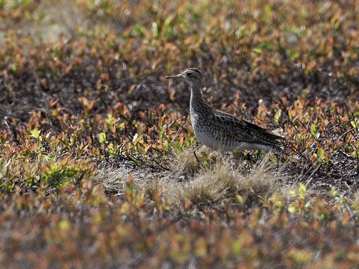 Prärieläufer - ML637176106