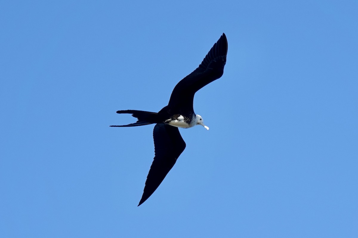 Fragata ertaina - ML637176134