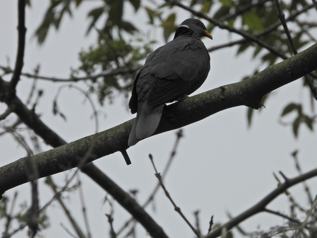 Band-tailed Pigeon - ML637176167