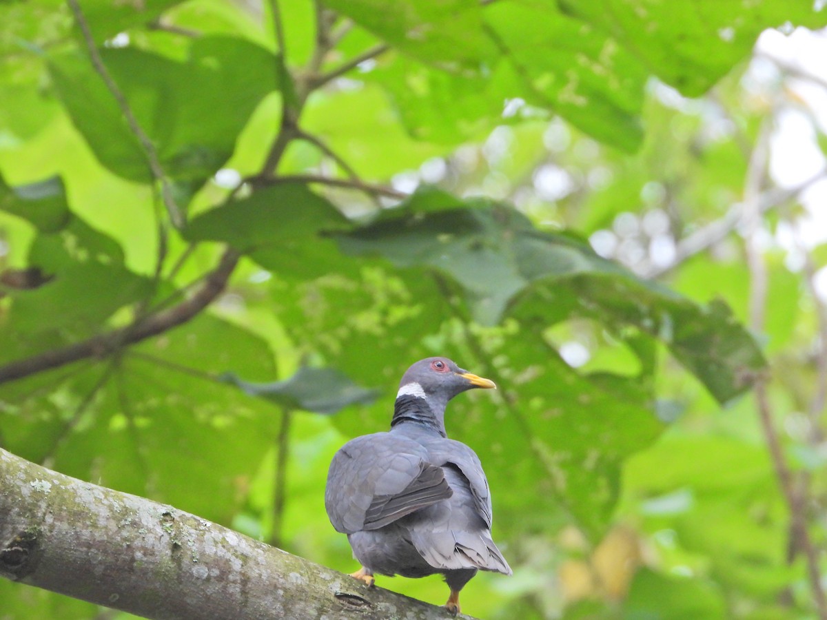 Band-tailed Pigeon - ML637176168