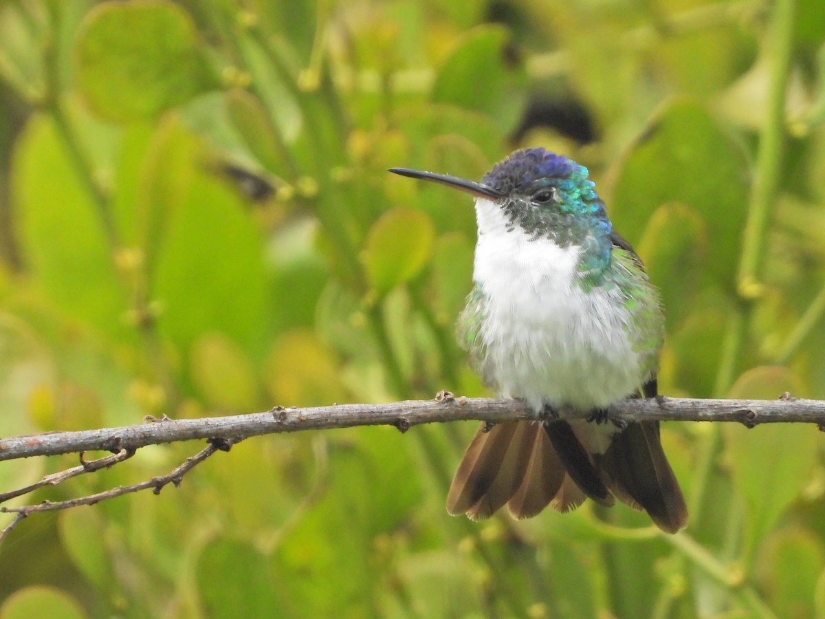 Andean Emerald - ML637176307