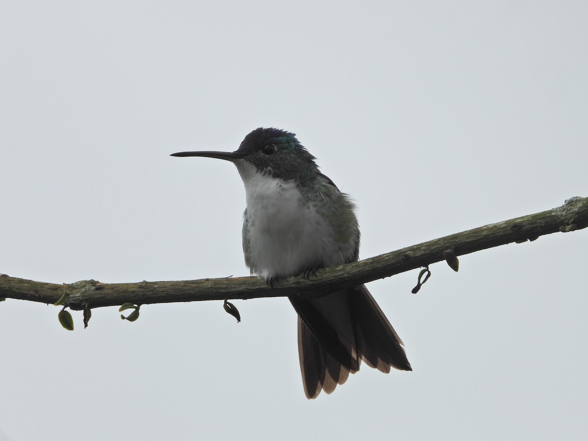 Andean Emerald - ML637176308