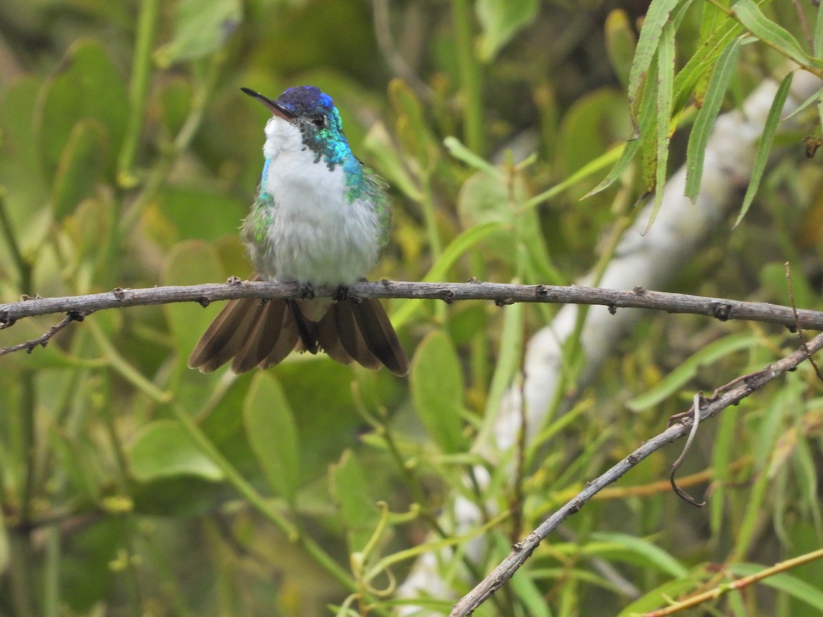 Andean Emerald - ML637176310