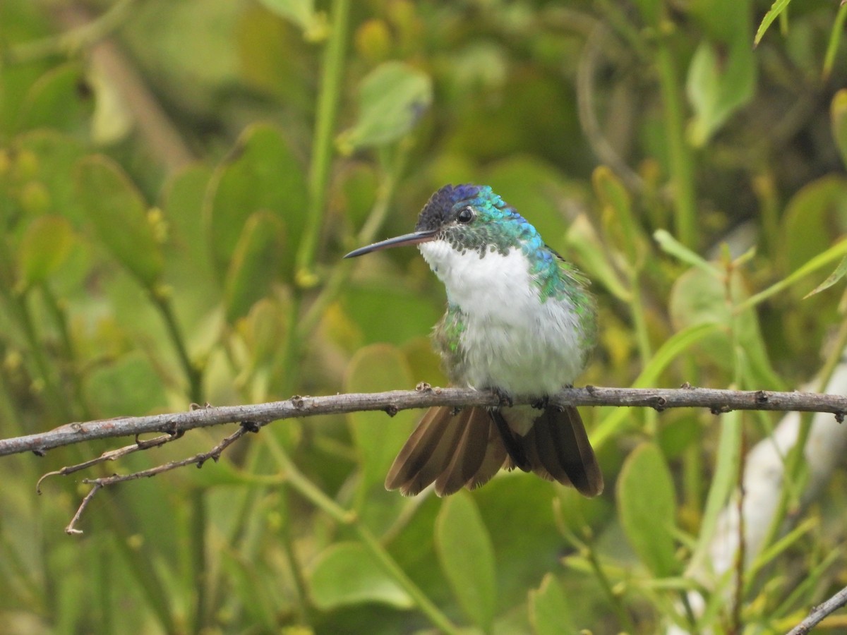 Andean Emerald - ML637176311