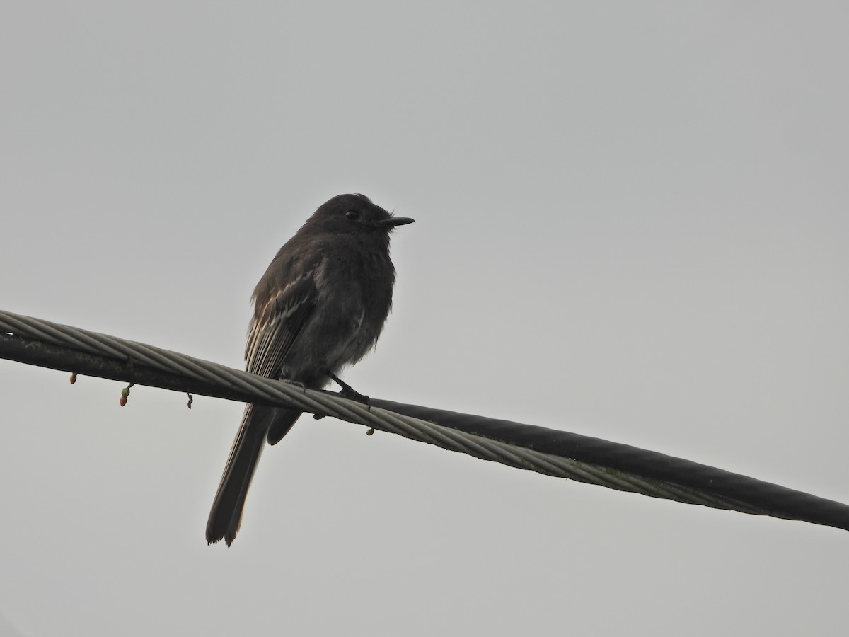Black Phoebe - ML637176383