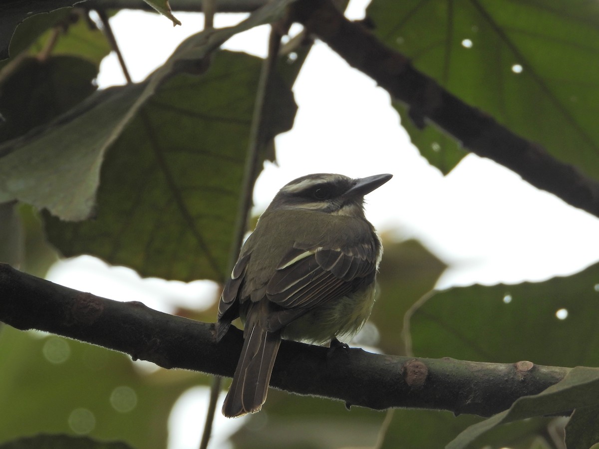 Golden-bellied Flycatcher - ML637176409