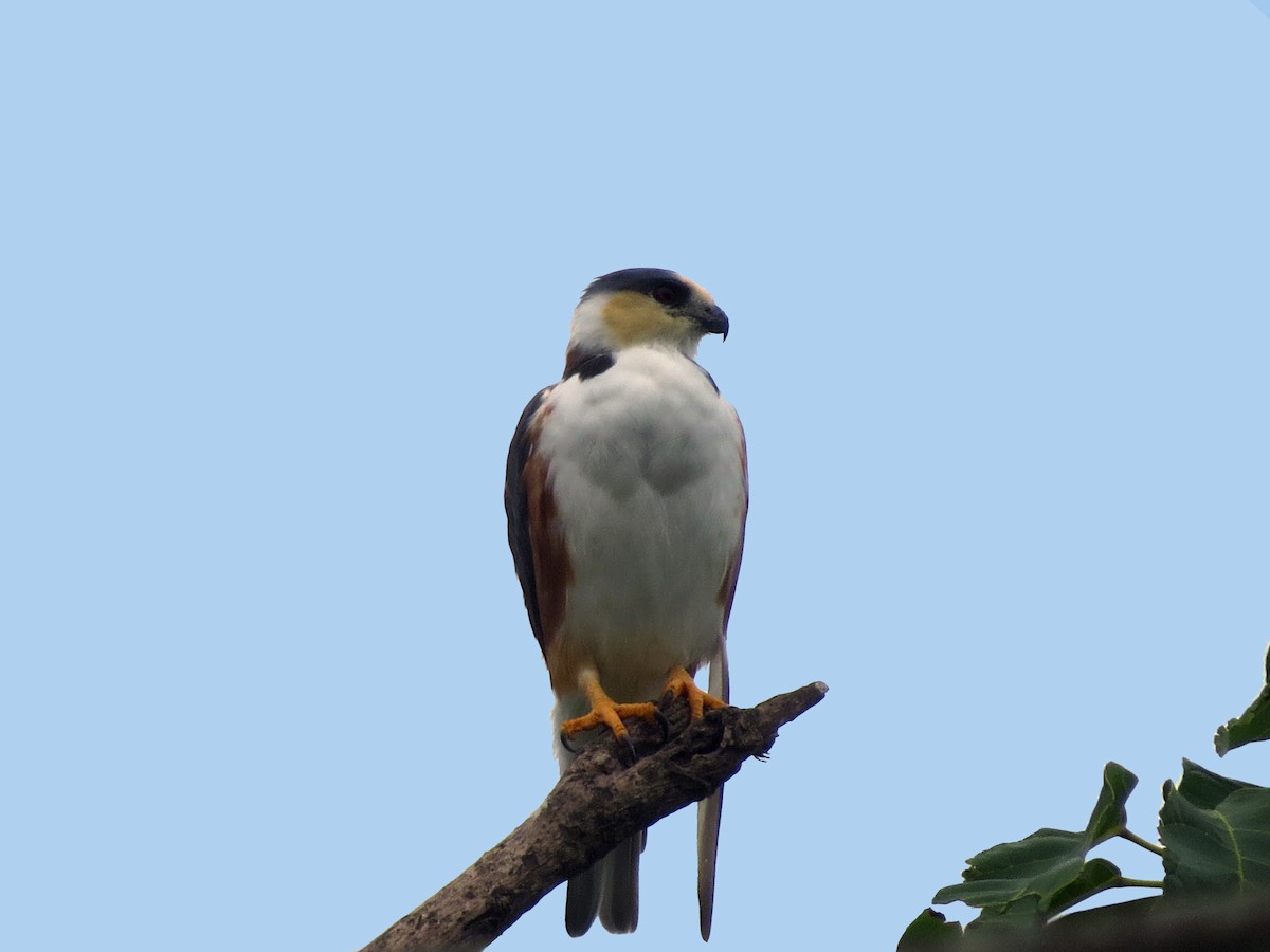 Pearl Kite - ML637176421