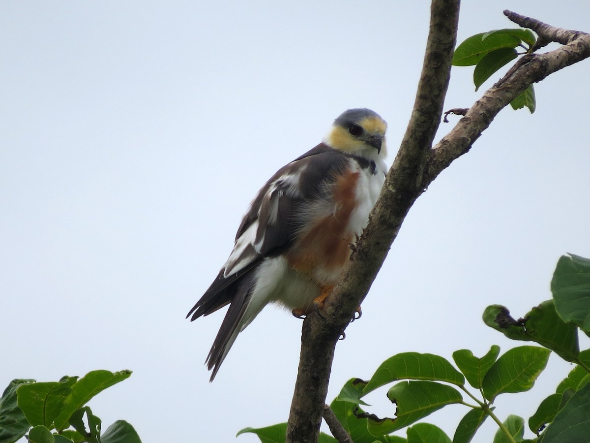 Pearl Kite - ML637176422