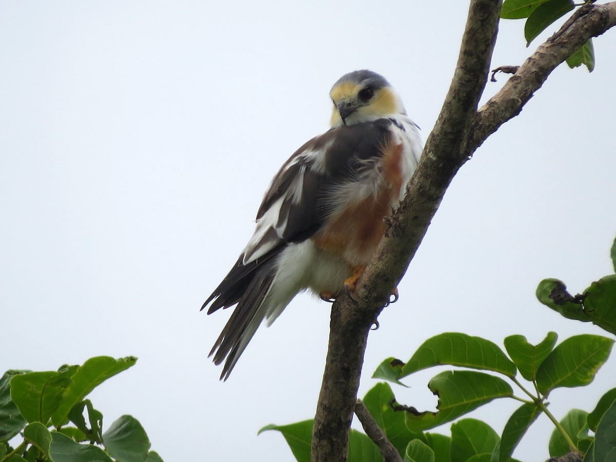 Pearl Kite - ML637176423