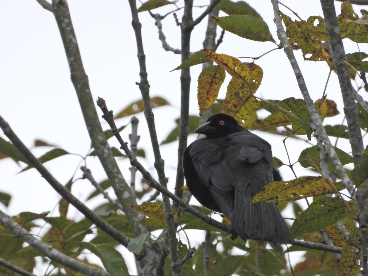 Giant Cowbird - ML637176432